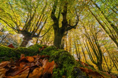 Düşen yapraklar ormandaki sonbahar mevsimini renklendirir. Otzarreta Ormanı, Gorbea Doğal Parkı, Bizkaia, İspanya