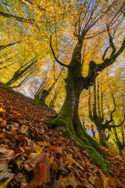 Düşen yapraklar ormandaki sonbahar mevsimini renklendirir. Otzarreta Ormanı, Gorbea Doğal Parkı, Bizkaia, İspanya