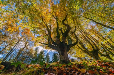 Düşen yapraklar ormandaki sonbahar mevsimini renklendirir. Otzarreta Ormanı, Gorbea Doğal Parkı, Bizkaia, İspanya