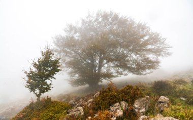 Düşen yapraklar ormandaki sonbaharı renklendirir. Otzarreta Ormanı, Gorbea Doğal Parkı, Bizkaia, İspanya