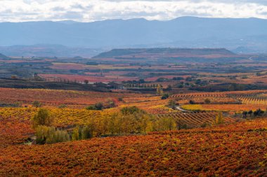 Landscape with vineyards in La Rioja. Sunrise time clipart