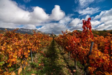 La Rioja 'nın üzüm bağlarında toplanmak üzere olan sonbahar üzümleri. Gündoğumunda İspanya