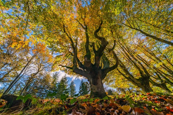 Düşen yapraklar ormandaki sonbahar mevsimini renklendirir. Otzarreta Ormanı, Gorbea Doğal Parkı, Bizkaia, İspanya