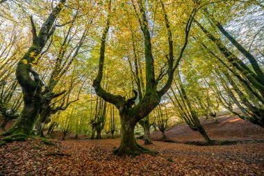 Gizemli Otzarreta Ormanı. Gorbea Doğal Parkı, Bask Ülkesi, İspanya