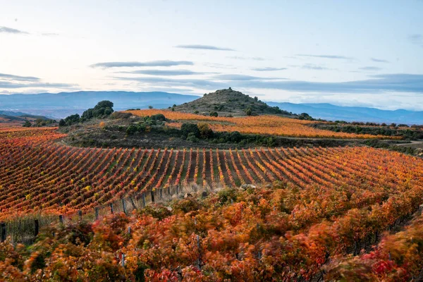 Rioja bölgesinin sonbahar renklerine sahip üzüm bağları. Gün doğumu zamanı