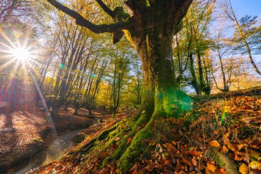 Gorbea doğal parkındaki otzarreta ormanında renkli bir sonbahar, İspanya