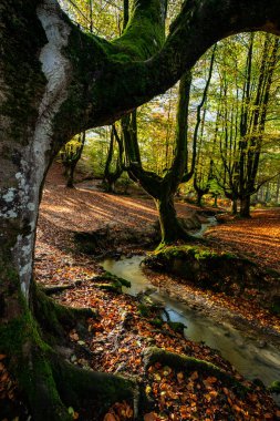Gizemli Otzarreta Ormanı. Gorbea Doğal Parkı, Bask Ülkesi, İspanya