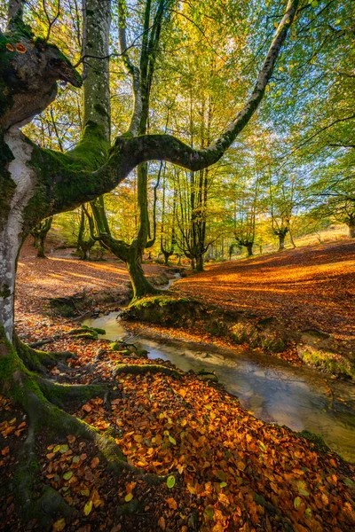 Gorbea doğal parkındaki otzarreta ormanında renkli bir sonbahar, İspanya