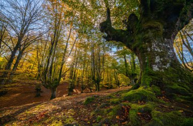 Gorbea Doğal Parkı 'ndaki Otzarreta Ormanı. Bizkaia, Bask Ülkesi