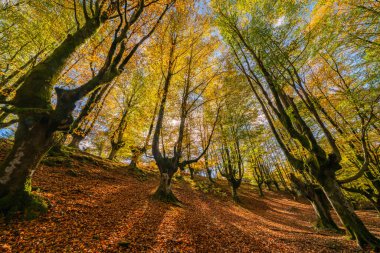 Düşen yapraklar ormandaki sonbahar mevsimini renklendirir. Otzarreta Ormanı, Gorbea Doğal Parkı, Bizkaia, İspanya