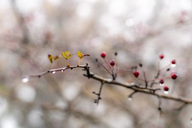 Gorbea Doğal Parkı 'ndaki Otzarreta Ormanı. Bizkaia, Bask Ülkesi