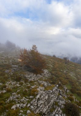 Gizemli Otzarreta Ormanı. Gorbea Doğal Parkı, Bask Ülkesi, İspanya