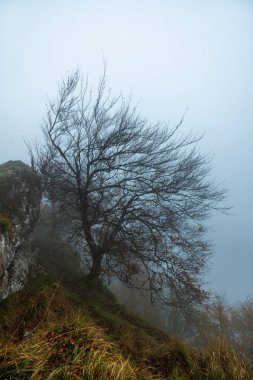 Gizemli Otzarreta Ormanı. Gorbea Doğal Parkı, Bask Ülkesi, İspanya