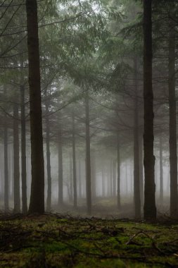 Mysterious Otzarreta forest. Gorbea natural park, Basque Country, Spain clipart