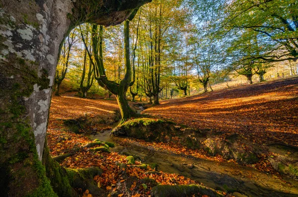 Das fallende Laub färbt die Herbstzeit im Wald. Otzarreta Wald, Gorbea Naturpark, Bizkaia, Spanien — Stockfoto