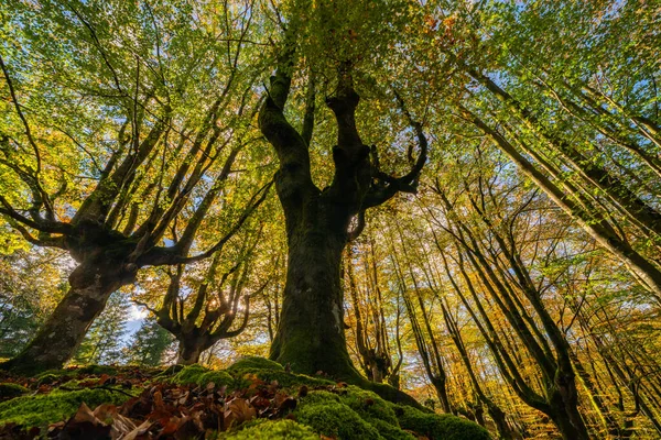 Foresta di Otzarreta nel Parco Naturale di Gorbea. Bizkaia, Paesi Baschi — Foto Stock