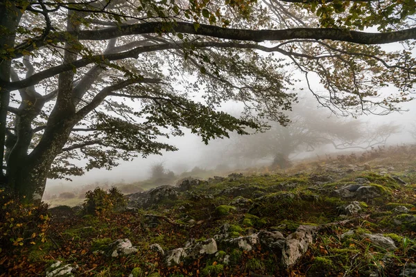 Las hojas que caen colorean la temporada de otoño en el bosque. Bosque de Otzarreta, Parque Natural de Gorbea, Bizkaia, España —  Fotos de Stock