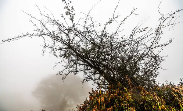 Pád zanechává barvu podzimu v lese. Les Otzarreta, Přírodní park Gorbea, Bizkaia, Španělsko — Stock fotografie