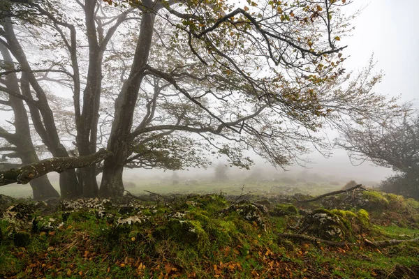 Barevný podzim v lesích Ozarreta v přírodním parku Gorbea, Španělsko — Stock fotografie