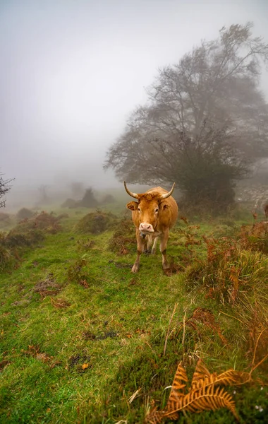 Sis sabahında çimenli bir tarlada inekler. Puslu çayır yeşili manzara sisi doğa. Çiftlik hayvanları otlak otlağı panoramik — Stok fotoğraf