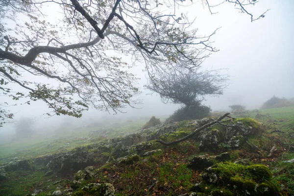 Barevný podzim v lese Otzarreta v přírodním parku Gorbea, Španělsko — Stock fotografie