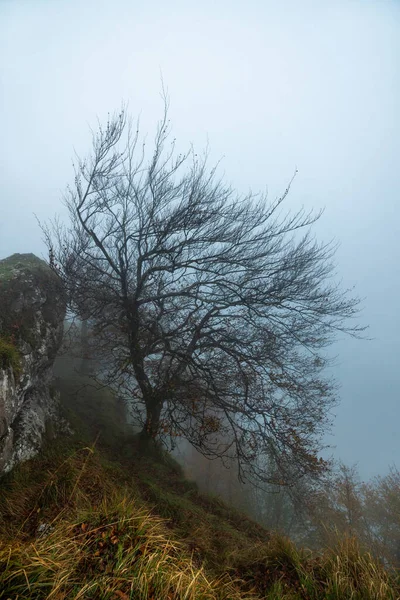 Záhadný les Otzarreta. Přírodní park Gorbea, Baskicka, Španělsko — Stock fotografie