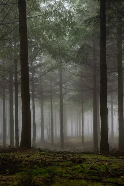 Таинственный лес Отзаррета. Природный парк Горбеа, Страна Басков, Испания — стоковое фото
