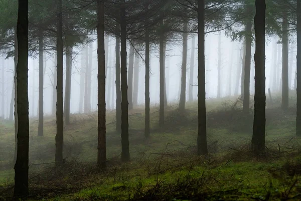 Le foglie cadenti colorano la stagione autunnale nella foresta. Foresta di Otzarreta, Parco Naturale Gorbea, Bizkaia, Spagna — Foto Stock