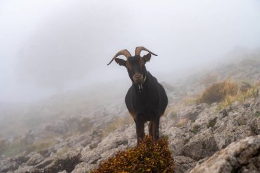İspanya 'nın Gorbea Doğal Parkı' ndaki Otzarreta ormanında sonbaharda dağ keçileri