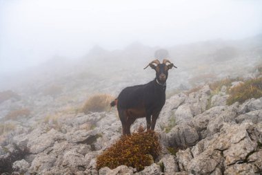 İspanya 'nın Gorbea Doğal Parkı' ndaki Otzarreta ormanında sonbaharda dağ keçileri