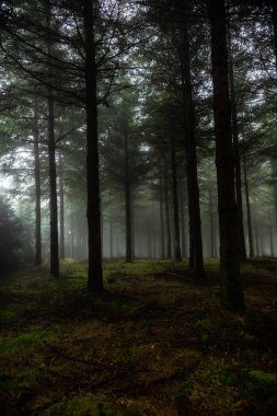 Gizemli Otzarreta Ormanı. Gorbea Doğal Parkı, Bask Ülkesi, İspanya