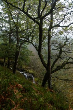 Düşen yapraklar ormandaki sonbahar mevsimini renklendirir. Otzarreta Ormanı, Gorbea Doğal Parkı, Bizkaia, İspanya