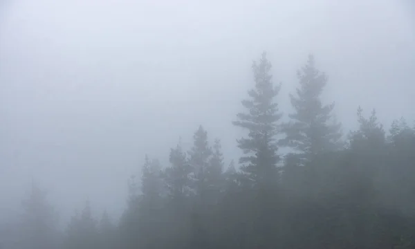 Le foglie cadenti colorano la stagione autunnale nella foresta. Foresta di Otzarreta, Parco Naturale Gorbea, Bizkaia, Spagna — Foto Stock