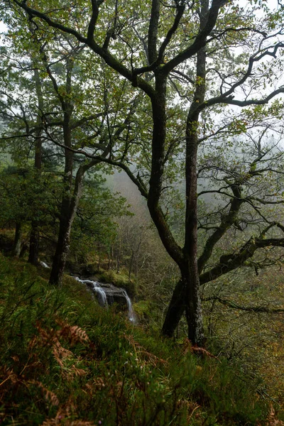 Pád listí barvy podzimní období v lese. Les Otzarreta, Přírodní park Gorbea, Bizkaia, Španělsko — Stock fotografie