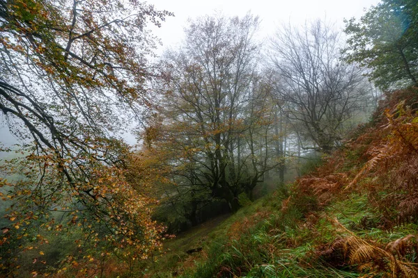 Padlé listy dodávají podzimu v lese barvu. Les Otzarreta, Přírodní park Gorbea, Bizkaia, Španělsko — Stock fotografie