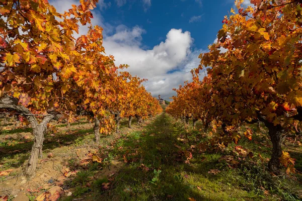 Szőlőültetvények Rioja régió őszi színekkel. Napkelte — Stock Fotó