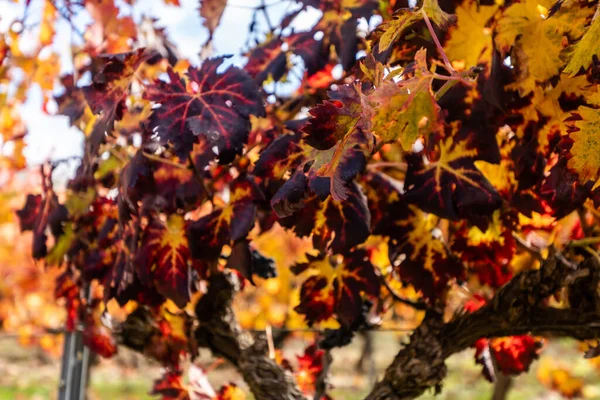 Vinodlingar i Rioja regionen med höstfärger. Soluppgångstid — Stockfoto