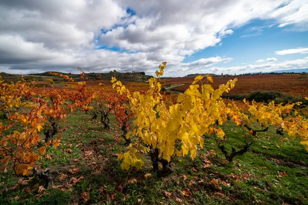 Vigneti della regione di Rioja con colori autunnali. Ora dell'alba — Foto Stock