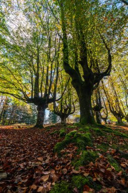 Gizemli Otzarreta Ormanı. Gorbea Doğal Parkı, Bask Ülkesi, İspanya