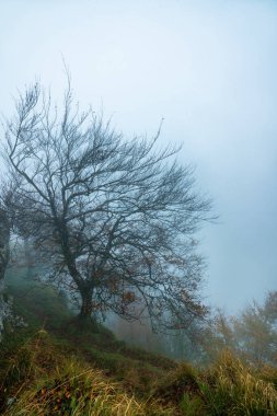 Gizemli Otzarreta Ormanı. Gorbea Doğal Parkı, Bask Ülkesi, İspanya