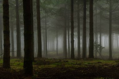 Gizemli Otzarreta Ormanı. Gorbea Doğal Parkı, Bask Ülkesi, İspanya