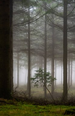Düşen yapraklar ormandaki sonbahar mevsimini renklendirir. Otzarreta Ormanı, Gorbea Doğal Parkı, Bizkaia, İspanya