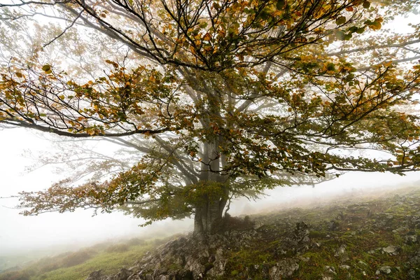 Podzim listí zbarvuje podzimní období v lese. Les Otzarreta, Přírodní park Gorbea, Bizkaia, Španělsko — Stock fotografie