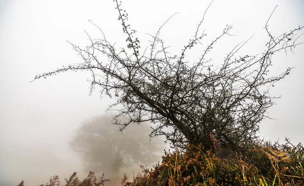 Pád zanechává barvu podzimu v lese. Les Otzarreta, Přírodní park Gorbea, Bizkaia, Španělsko — Stock fotografie