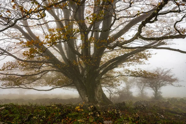 Padlé listy dodávají podzimu v lese barvu. Les Otzarreta, Přírodní park Gorbea, Bizkaia, Španělsko — Stock fotografie