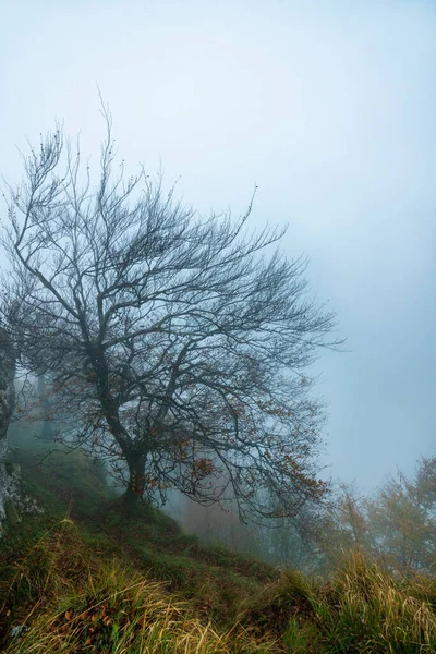 Misteriosa foresta di Otzarreta. Parco naturale Gorbea, Paesi Baschi, Spagna — Foto Stock