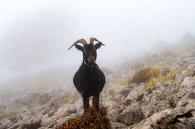 İspanya 'nın Gorbea Doğal Parkı' ndaki Otzarreta ormanında sonbaharda dağ keçileri