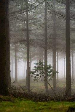 Düşen yapraklar ormandaki sonbahar mevsimini renklendirir. Otzarreta Ormanı, Gorbea Doğal Parkı, Bizkaia, İspanya