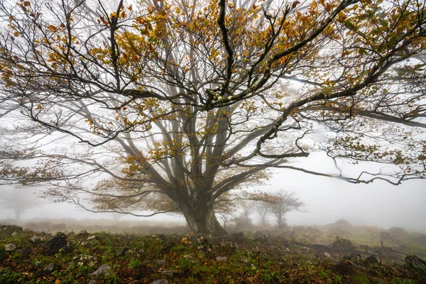 Пасле листя додає кольору осінню в лісі. Otzarrearta Forest, Gorbea Natural Park, Bizkaia, Spain — стокове фото