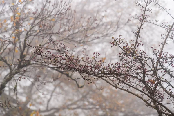 Δάσος Otzarreta στο Φυσικό Πάρκο Gorbea. Bizkaia, Χώρα των Βάσκων — Φωτογραφία Αρχείου